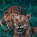1526942020_Animals-Wallpapers-iPhone-Animals-wallpaper-iPhone-min
