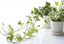 Những loại thực vật lọc không khí trong nhà, tốt cho sức khỏe