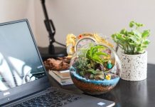6 loại cây cảnh lọc không khí có thể trang trí bàn văn phòng