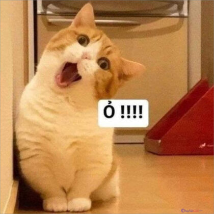 Tổng Hợp 1001+ Hình ảnh Meme Mèo Cực đáng Yêu Cho Các Sen