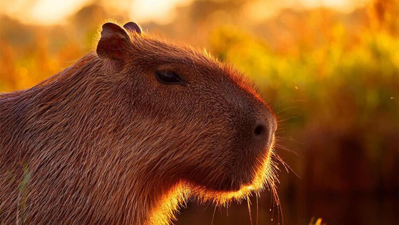Chú capybara đang đứng ngắm nhìn hoàng hôn, ánh nắng len lỏi qua từng sợi lông