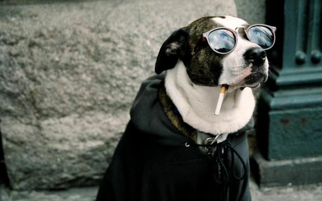 Hình nền chú chó đeo kính ngầu lòi như fashionista.