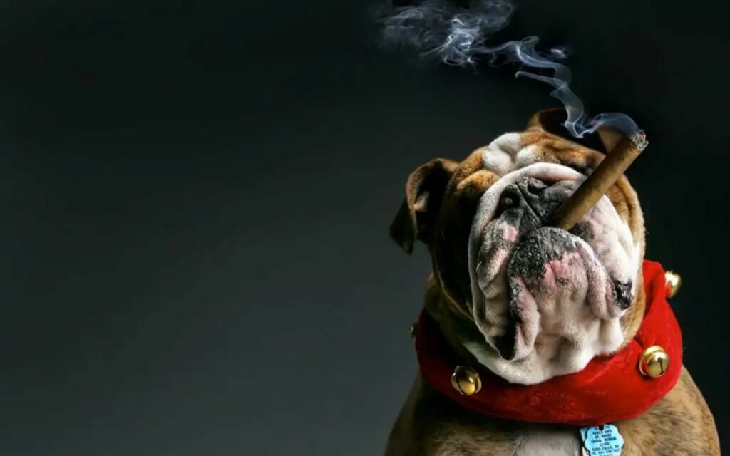 Hình nền bulldog phì phèo xì gà, trông vừa ngầu vừa buồn cười.