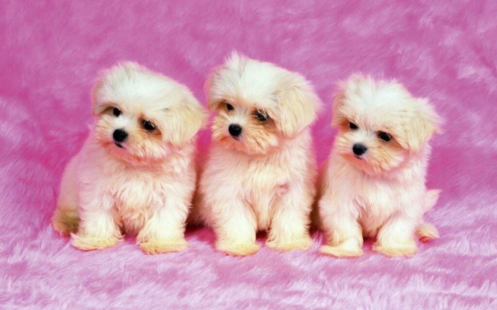 Hình nền ba chú chó con lông xù trắng tinh cưng xỉu. 