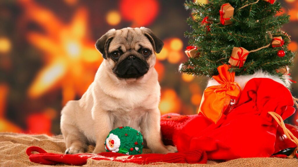 Chó con giống pug ngồi cạnh túi quà và cây thông Noel lung linh