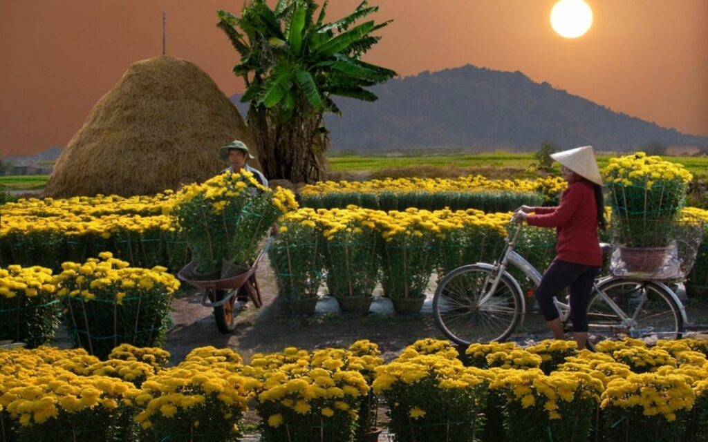 1000+ Background Tết Nguyên Đán 2025 đẹp nhất, miễn phí 77 background tet 76