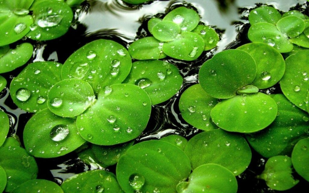 hinh nen may man 66 2