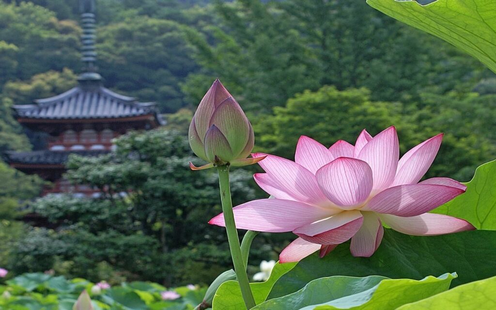 hinh nen may man 97 1