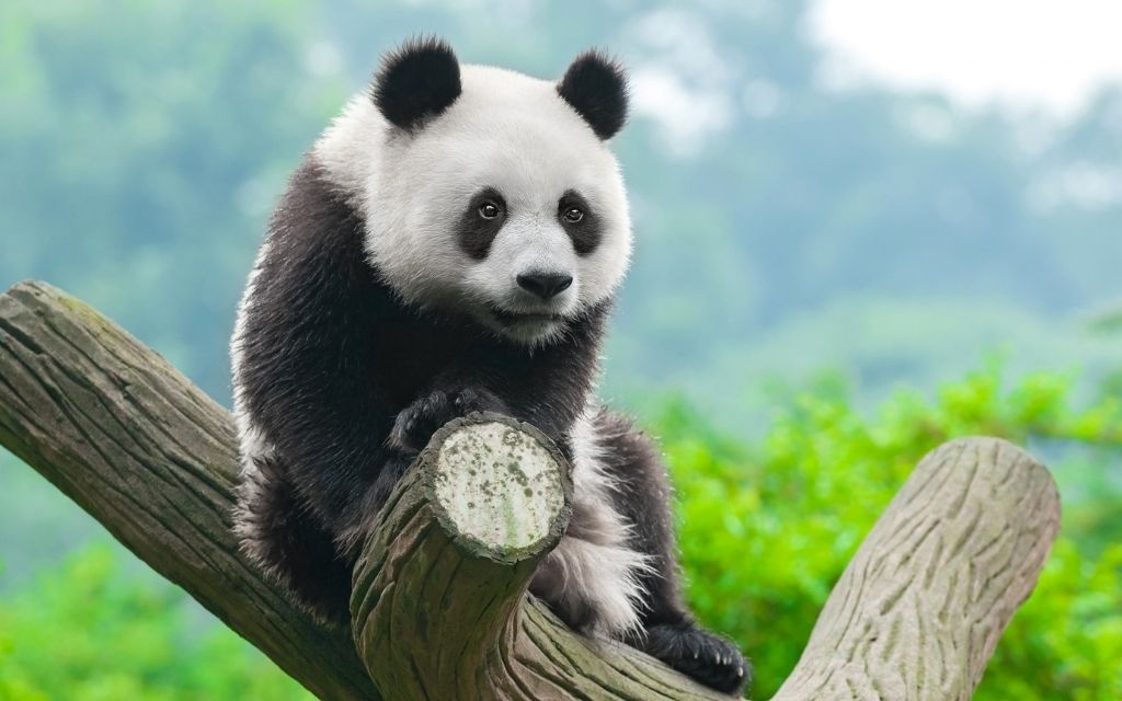 hình nền đẹp chất lượng cao đủ mọi chủ đề cho máy tính (20)