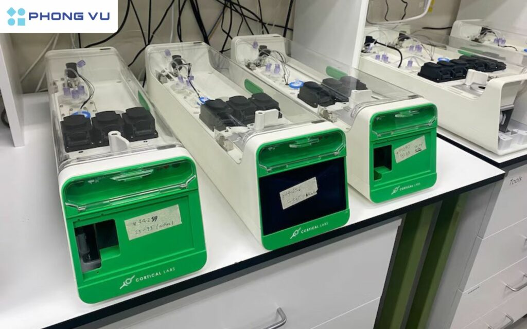 CL1 có lợi thế lớn về khả năng thích nghi tự nhiên