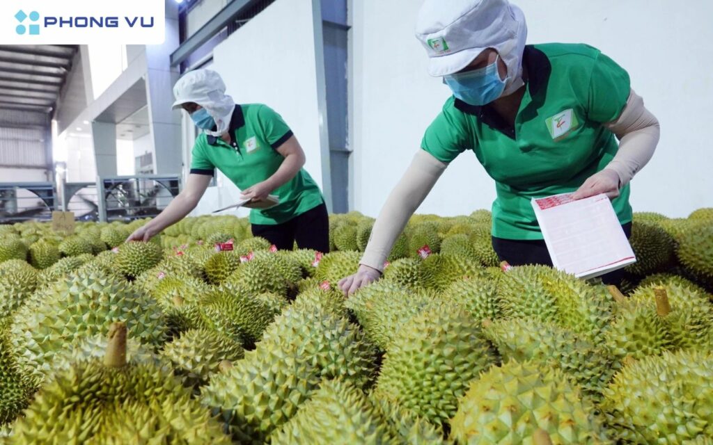 Ngành sầu riêng Thái Lan đang đối mặt với hàng loạt thách thức nghiêm trọng