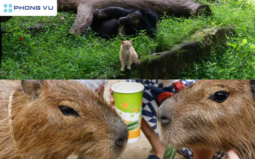 Thảo Cầm Viên Sài Gòn công viên lâu đời với nhiều động thực vật quý hiếm, hoạt động giáo dục