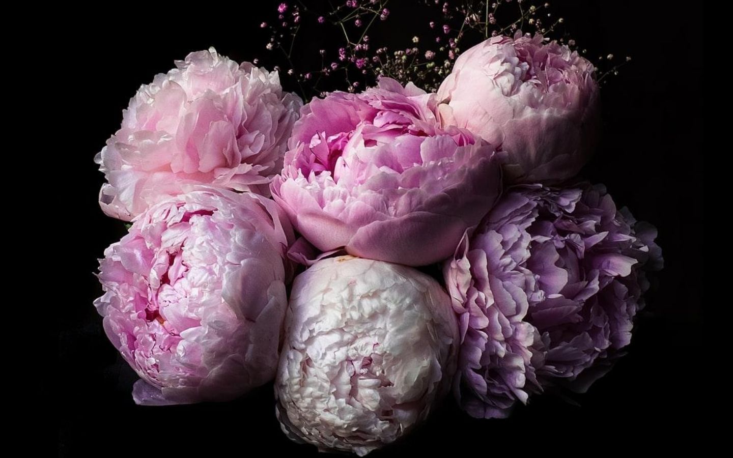 Hoa mẫu đơn nở rộ rực rỡ