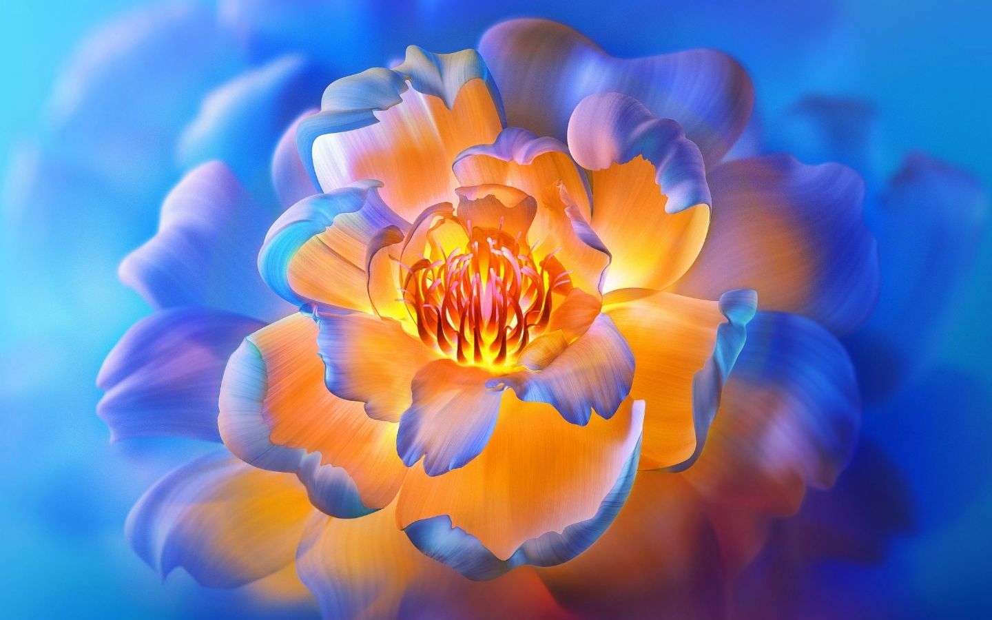 Mẫu đơn cam ánh tím huyền ảo