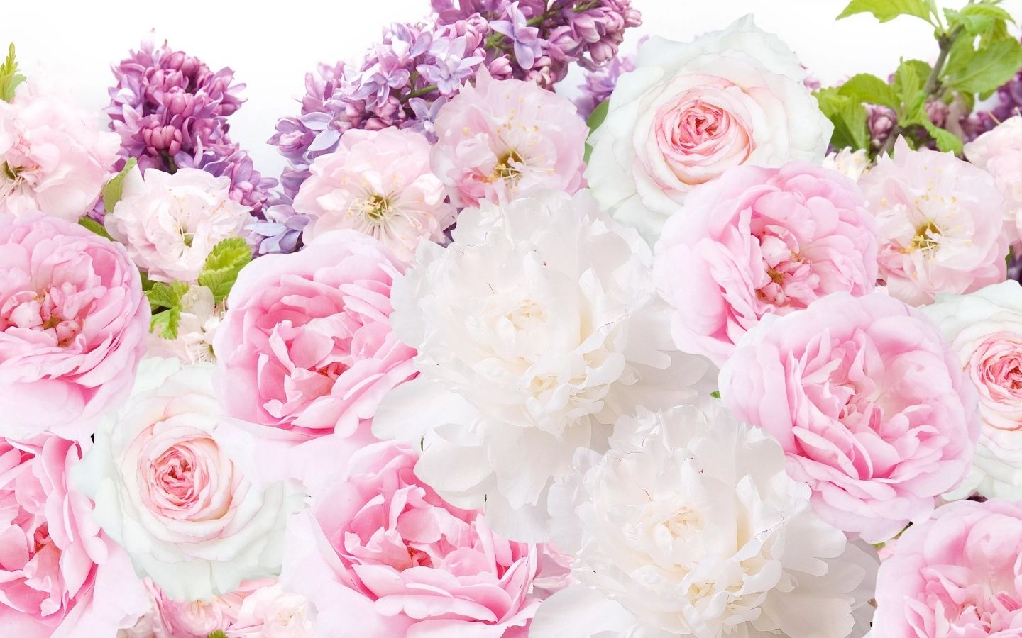 Mẫu đơn và hoa hồng phối màu