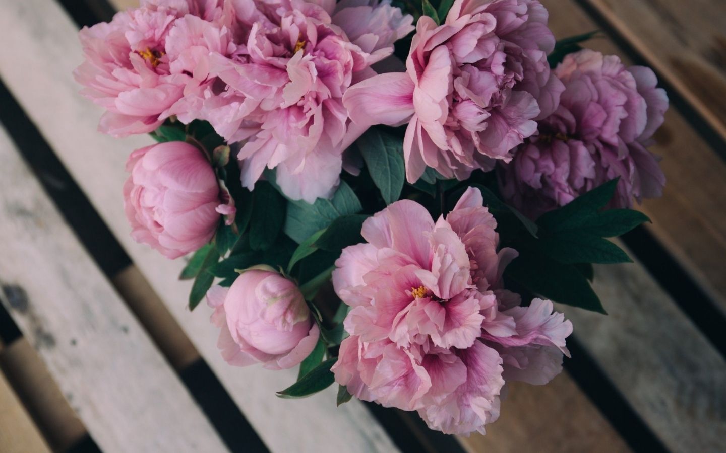 Mẫu đơn tím hồng trên ghế gỗ