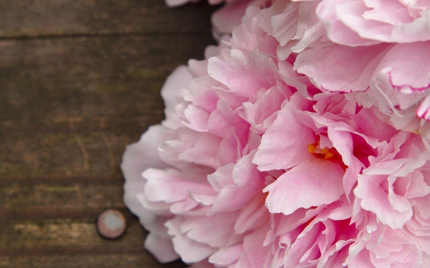 Mẫu đơn nở mềm mại gần gũi