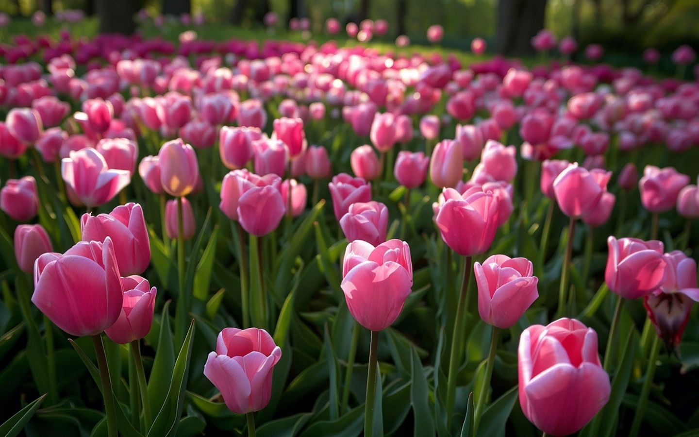 Cánh đồng tulip hồng nở rộ