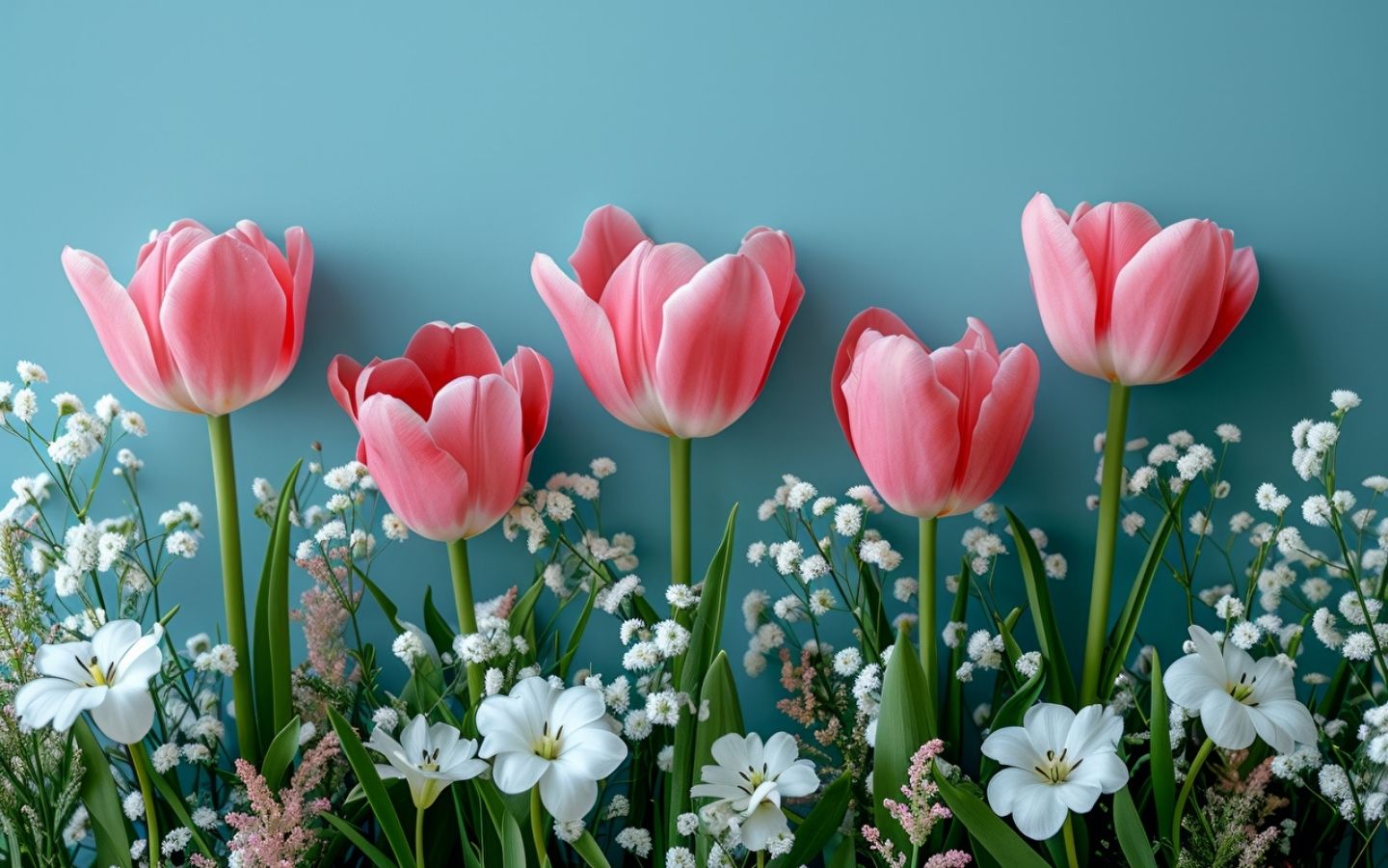 Tulip hồng nhẹ trên nền xanh