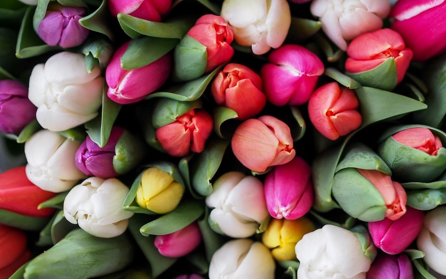 Hoa tulip rực rỡ nhiều màu