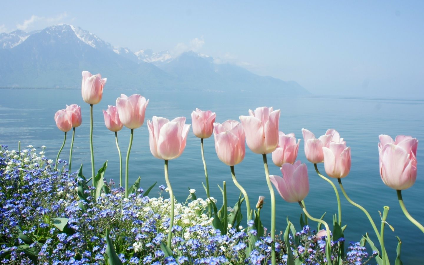 Tulip bên hồ và núi tuyết