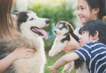 AI sắp biến giấc mơ trò chuyện với thú cưng thành hiện thực? AI sắp biến giấc mơ trò chuyện với thú cưng thành hiện thực