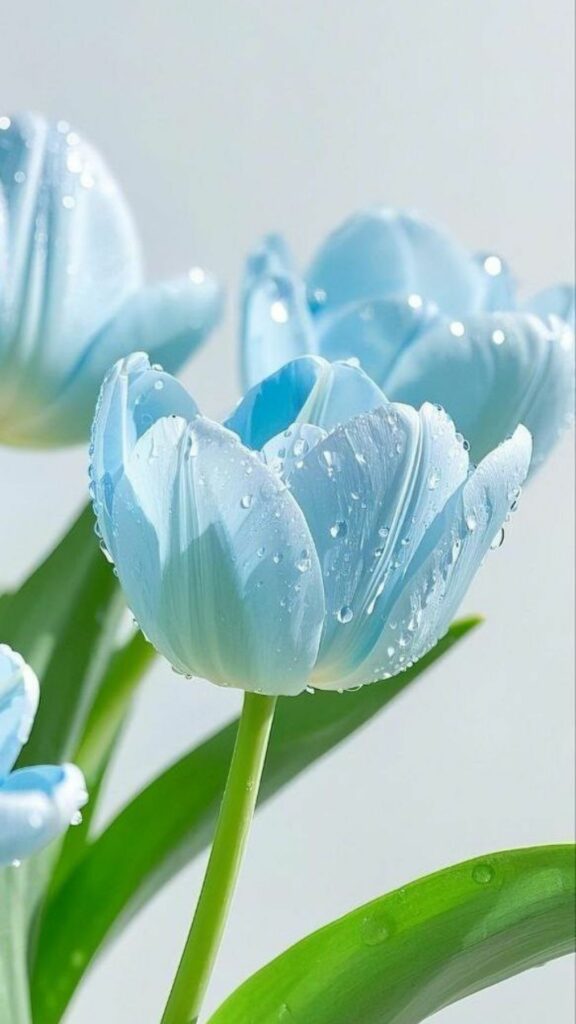 hinh nen hoa tulip 13