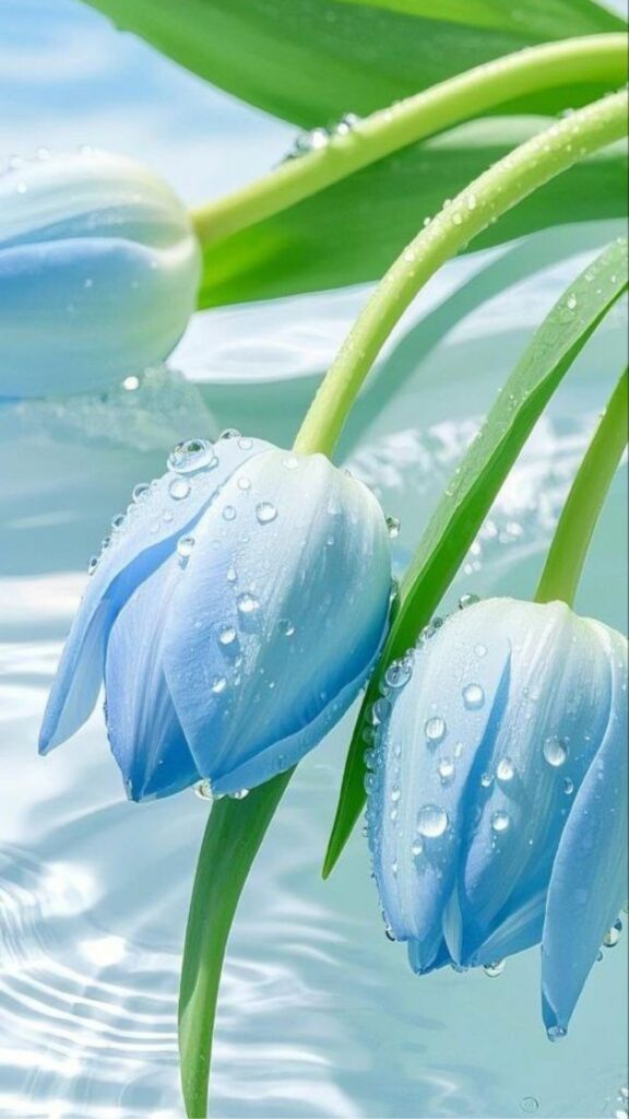 hinh nen hoa tulip 16