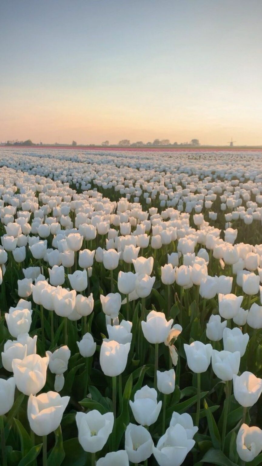 Tổng Hợp Hình Nền Hoa Tulip đẹp Nhất Năm 2025