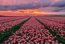 Tổng hợp hình nền hoa tulip đẹp nhất năm 2025 Tổng hợp hình nền hoa tulip đẹp nhất năm 2025