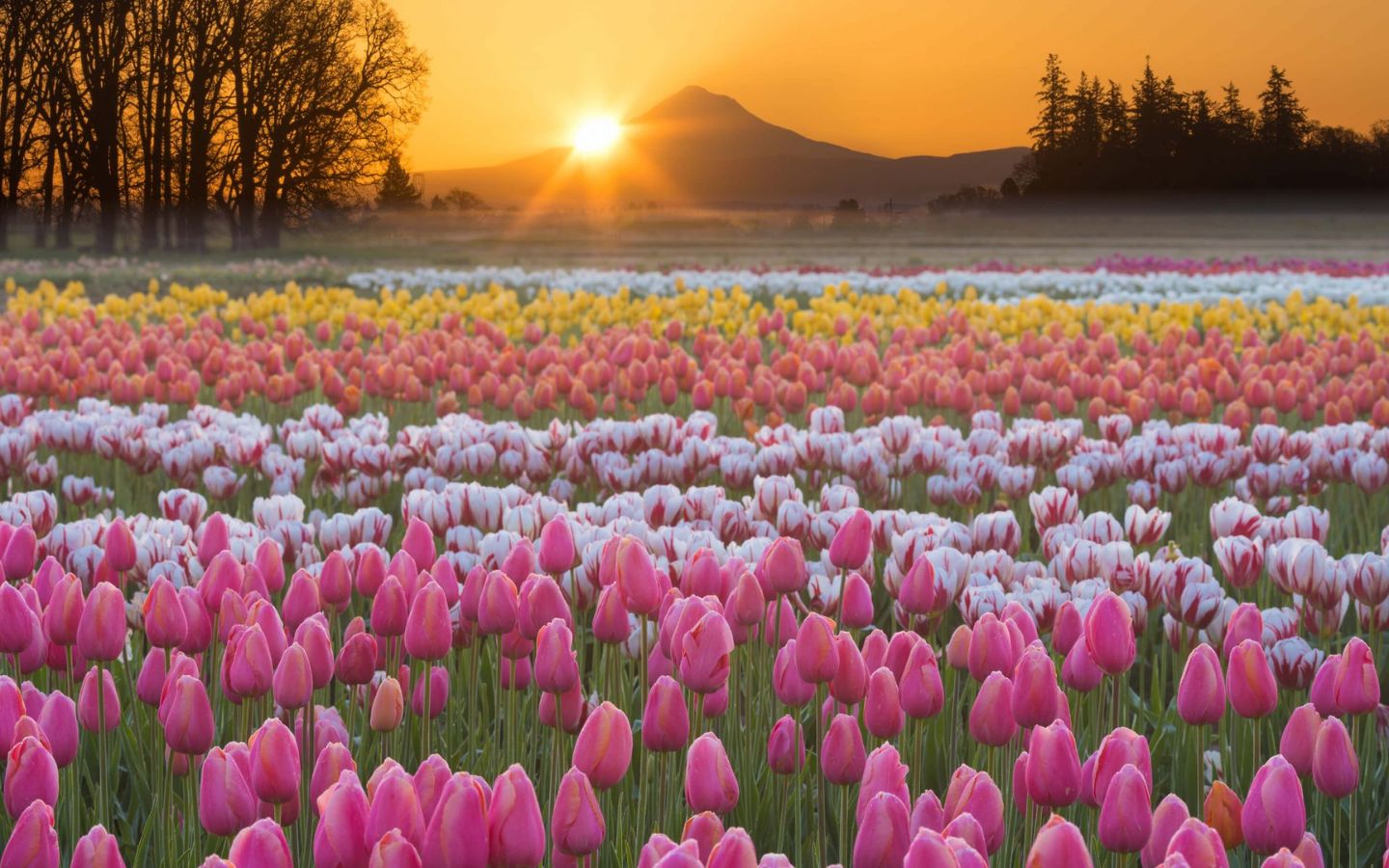 Hoa tulip, với vẻ đẹp đa dạng và ý nghĩa phong phú, là biểu tượng của nhiều điều tốt đẹp, đặc biệt là tình yêu và sự may mắn