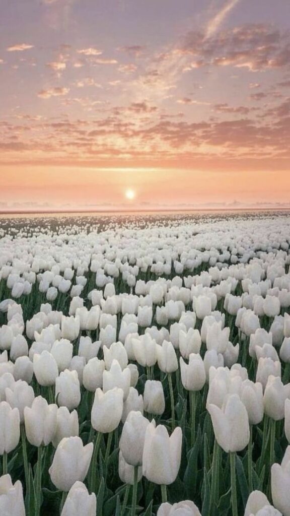 hinh nen hoa tulip 3