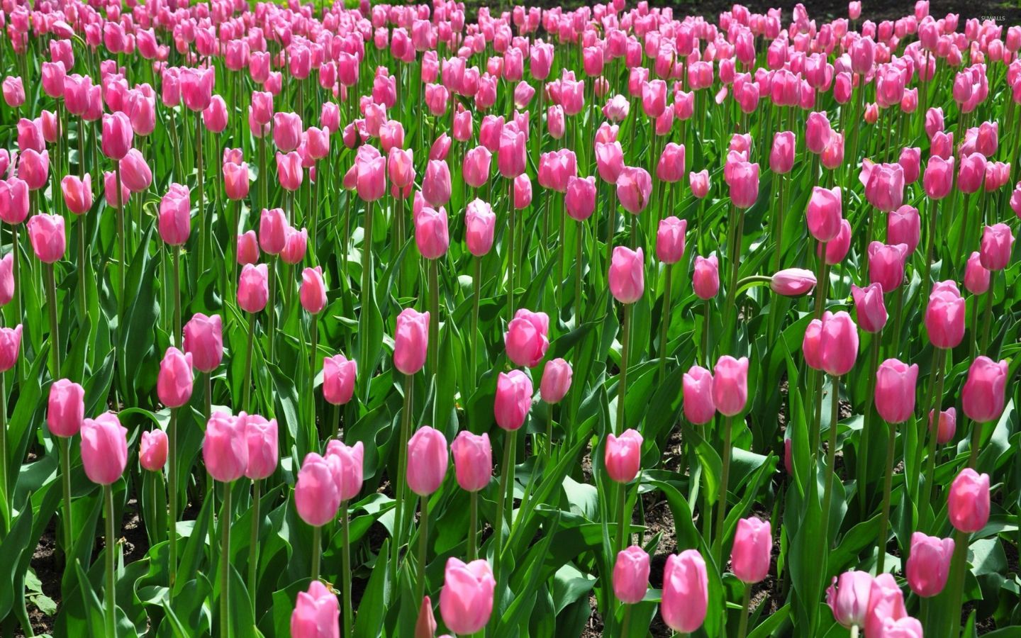 Biển hoa tulip hồng rực rỡ khoe sắc
