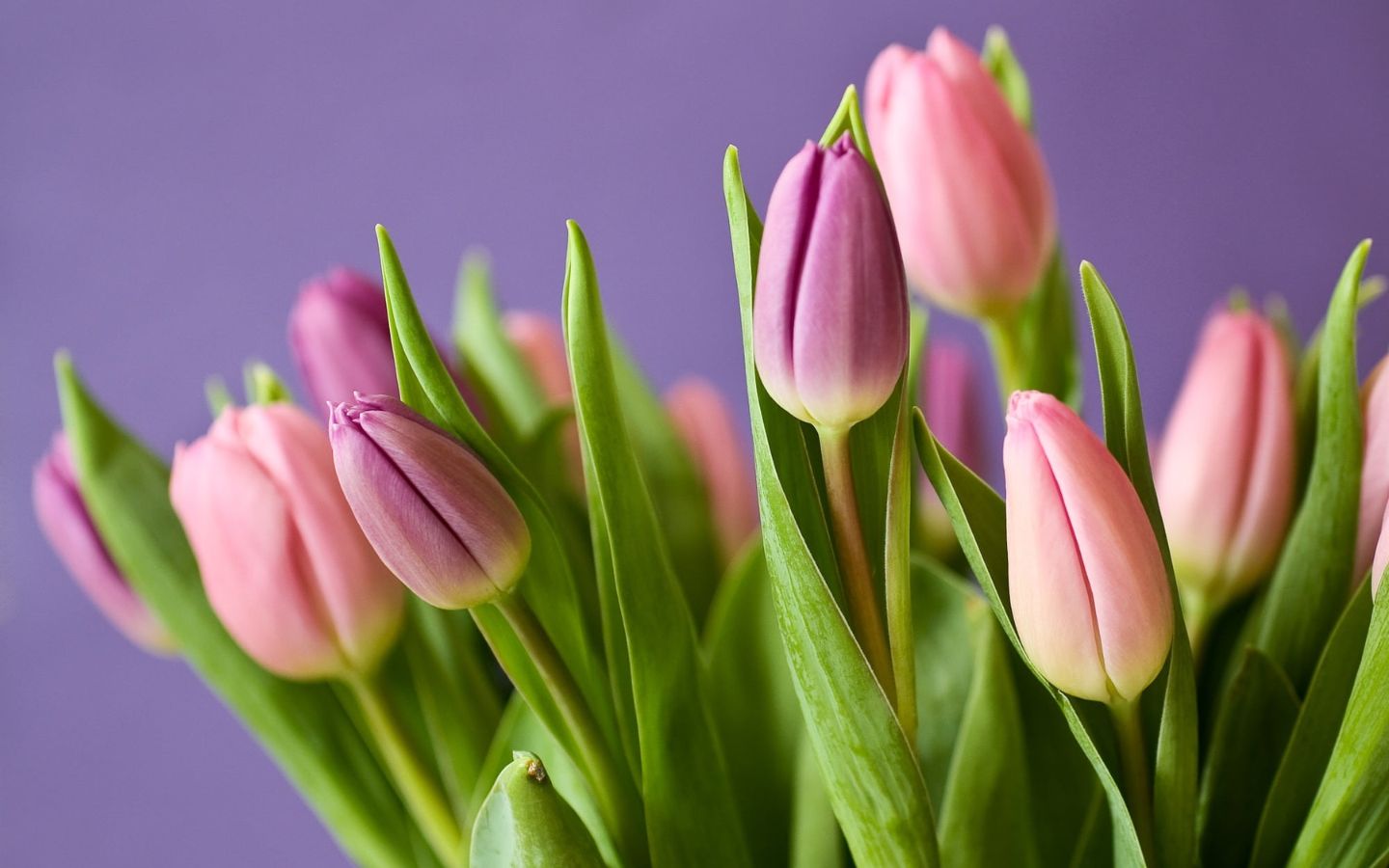 Bó tulip hồng tím nền ảo diệu