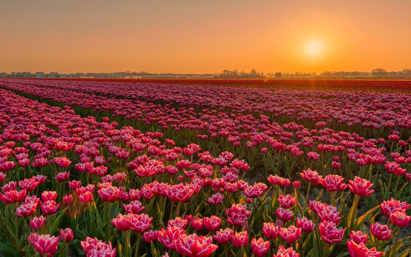 Hoàng hôn trên cánh đồng tulip hồng