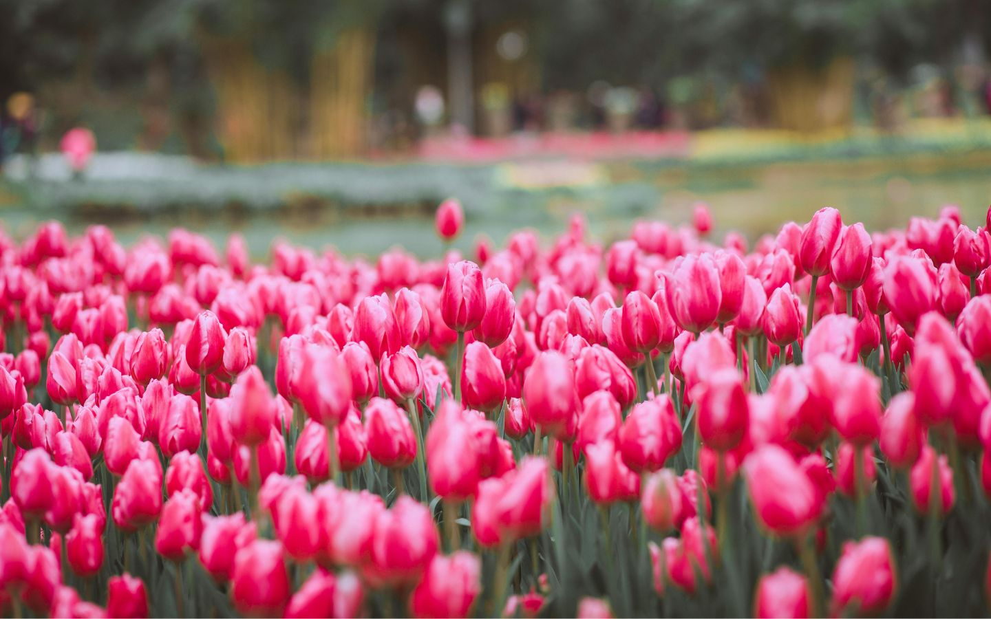 Thảm hoa tulip hồng phấn xinh xắn