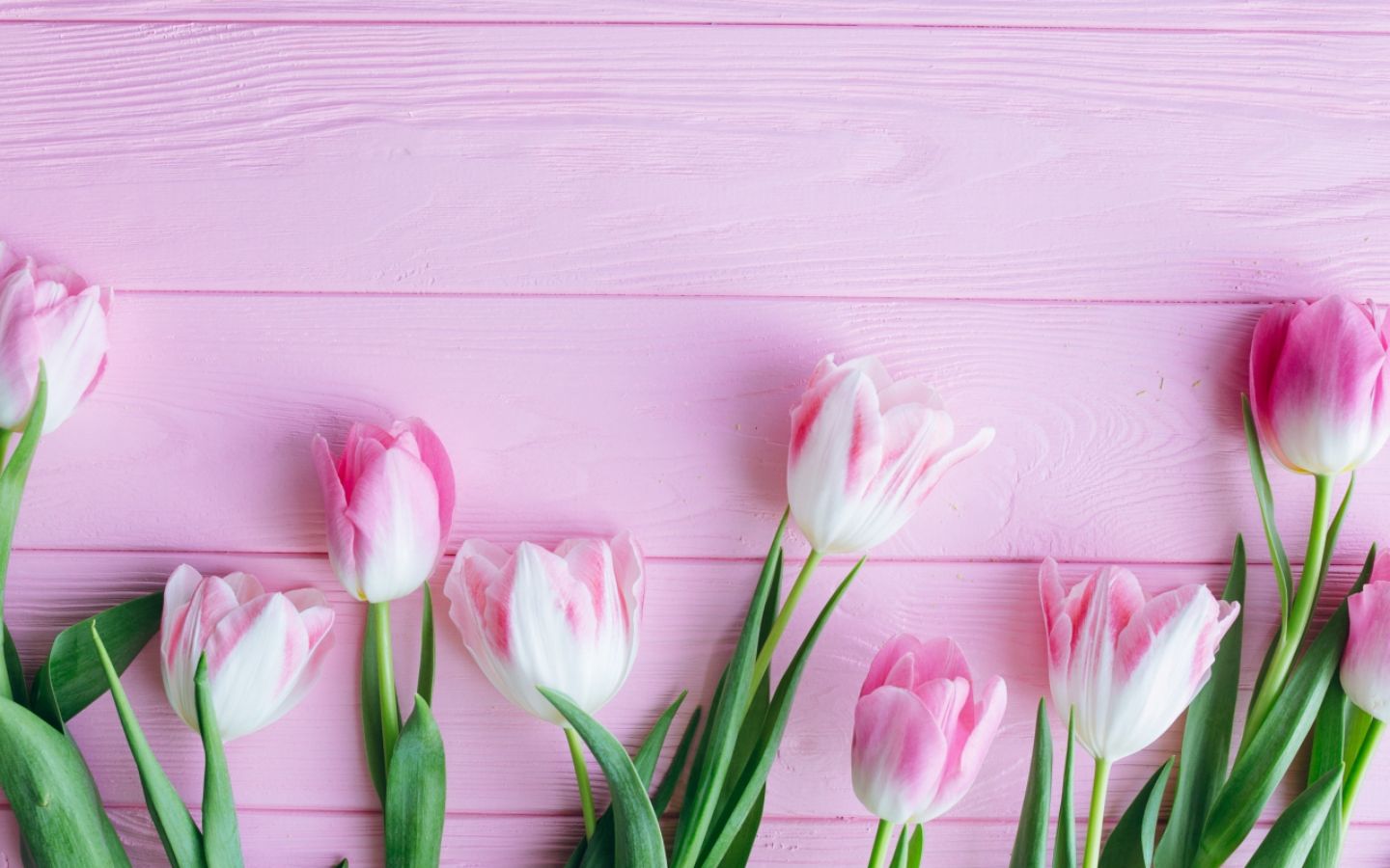 Tulip hồng trên nền gỗ hồng lãng mạn