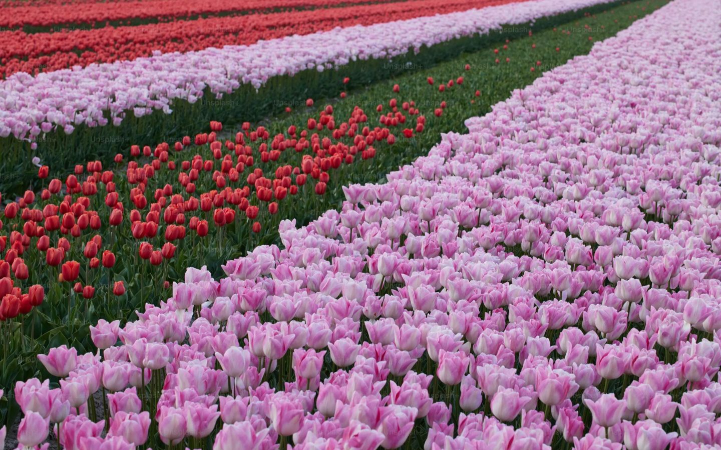 Cánh đồng tulip rực rỡ sắc màu