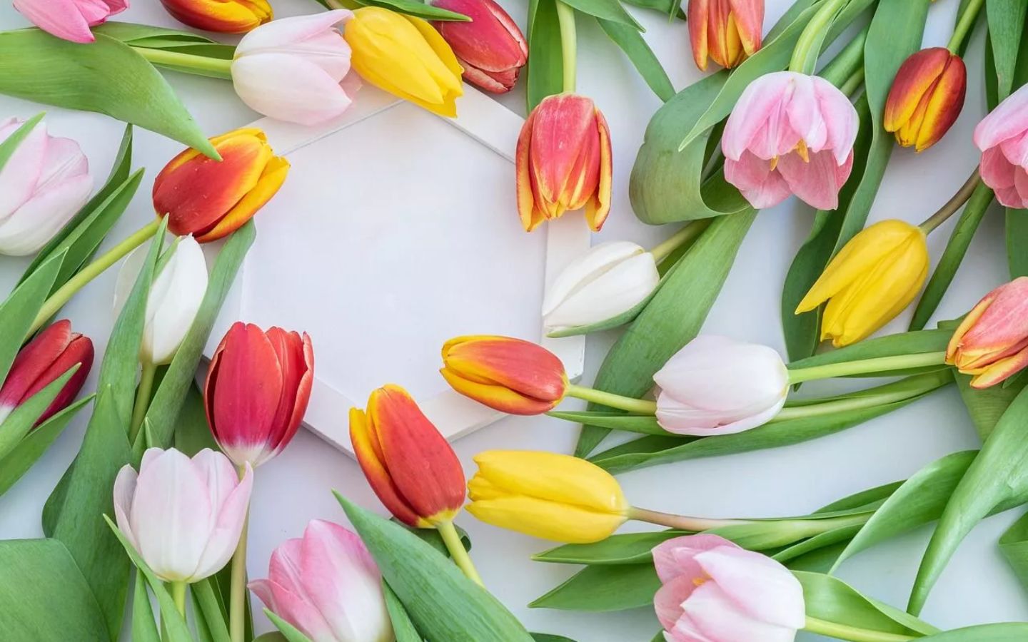 Đa sắc tulip, niềm vui lan tỏa