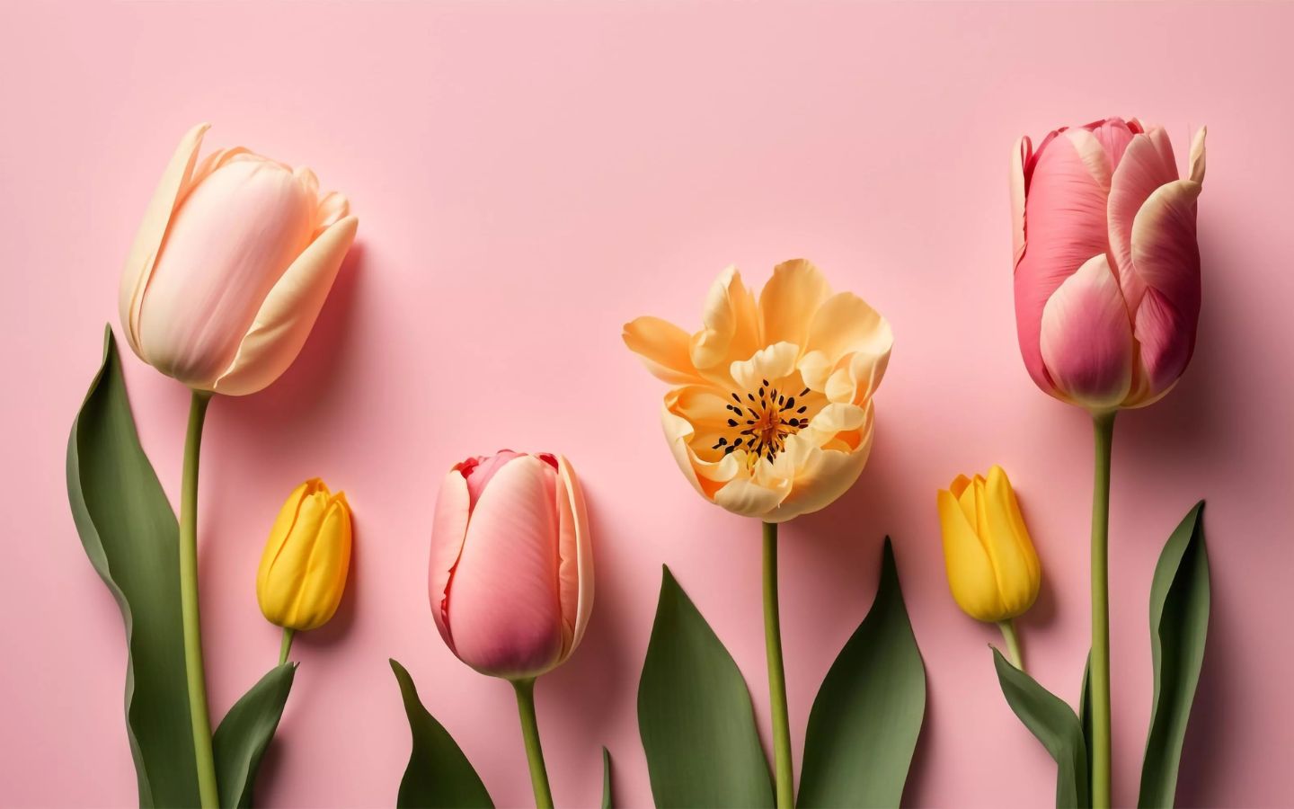 Tulip pastel nền hồng, nhẹ nhàng