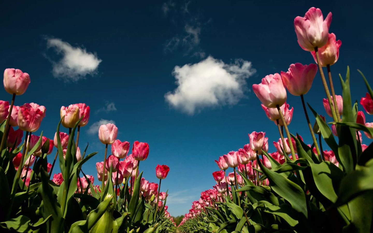 Cánh đồng tulip lung linh khoe sắc