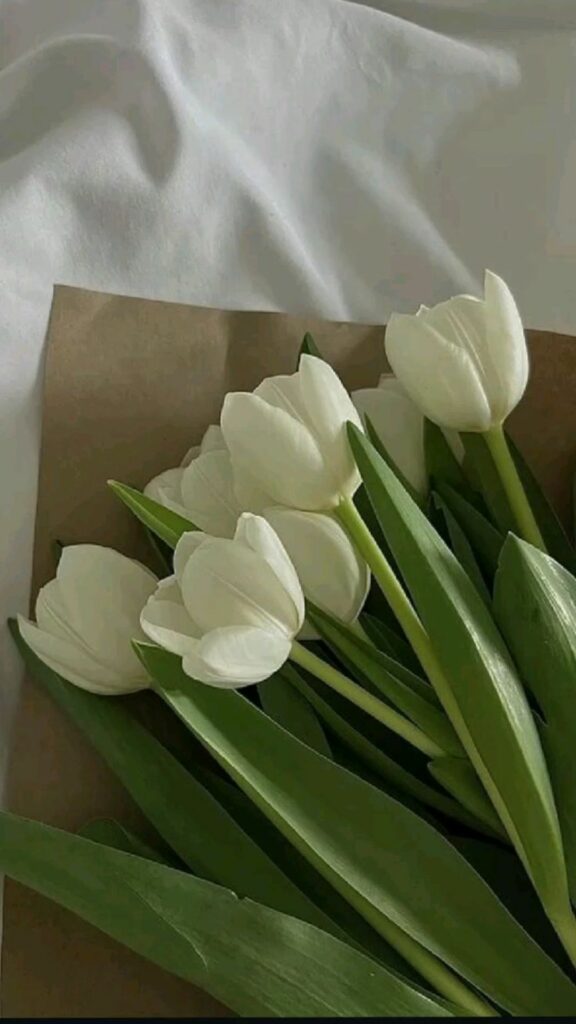 hinh nen hoa tulip 5