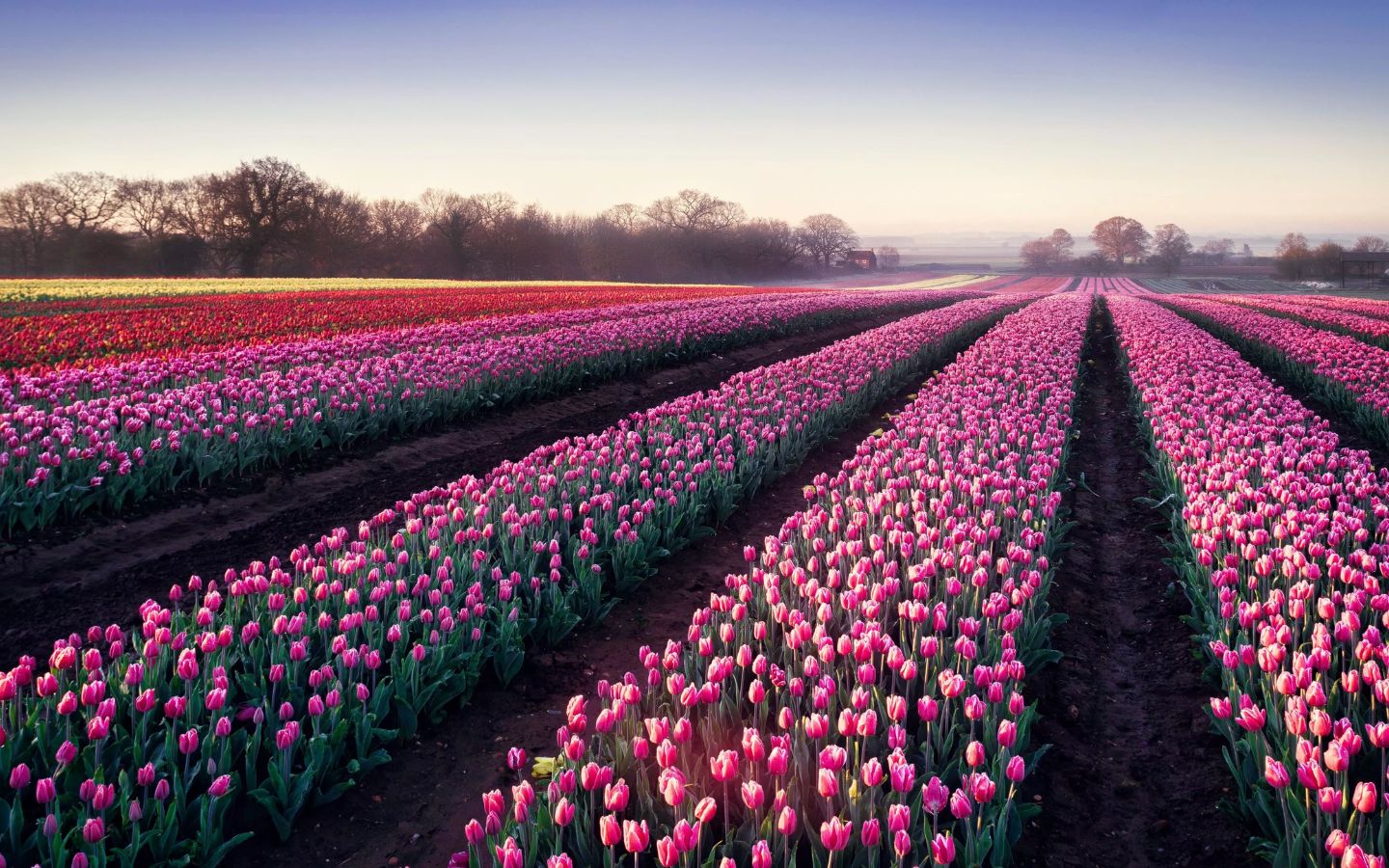 Dải tulip dài bất tận, quyến rũ