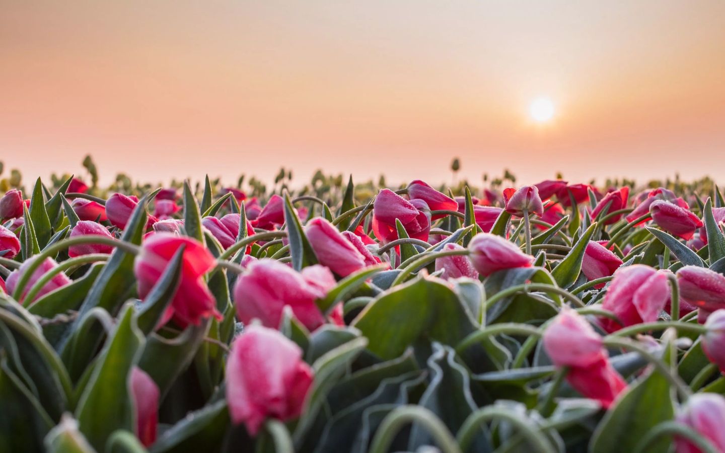 Sương sớm phủ lãng mạn trên tulip