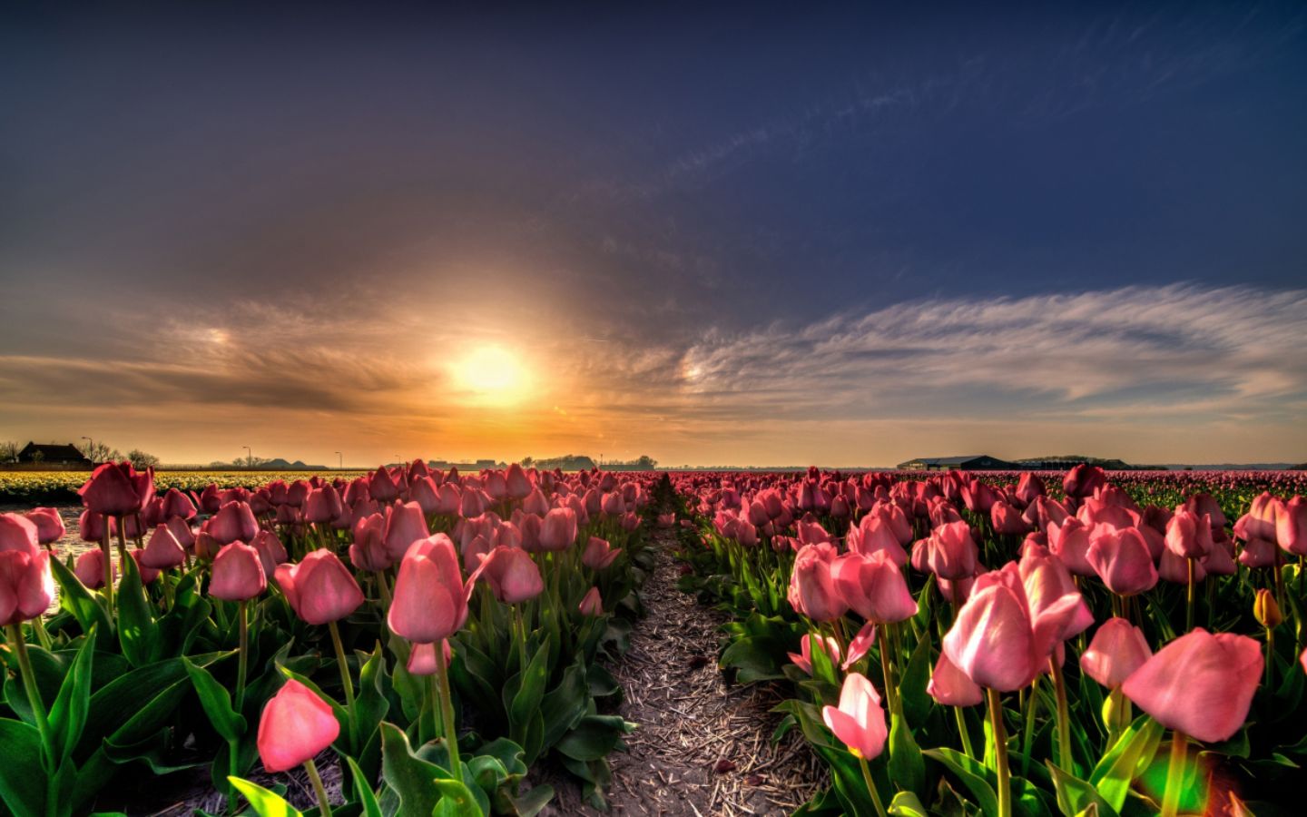 Hoàng hôn buông lãng đãng trên tulip