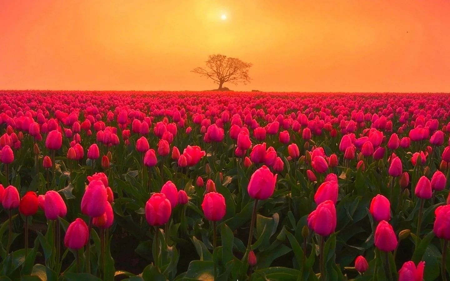 Biển tulip hồng rực rỡ lúc hoàng hôn