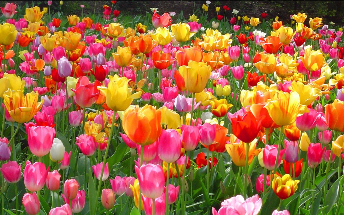 Vườn tulip rực rỡ muôn sắc màu