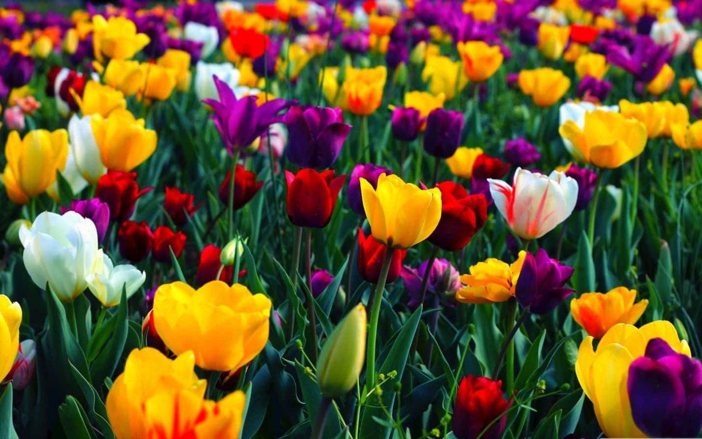 Thảm tulip đa sắc dưới nắng vàng