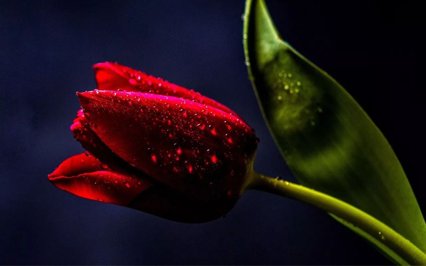 Tulip đỏ quyến rũ giọt nước long lanh