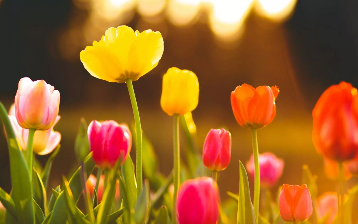 Tulip vàng tỏa sáng vạn tia nắng